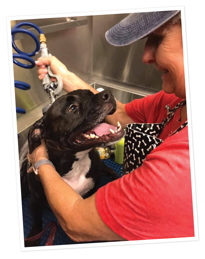 Corporate Volunteer Experience - Canine