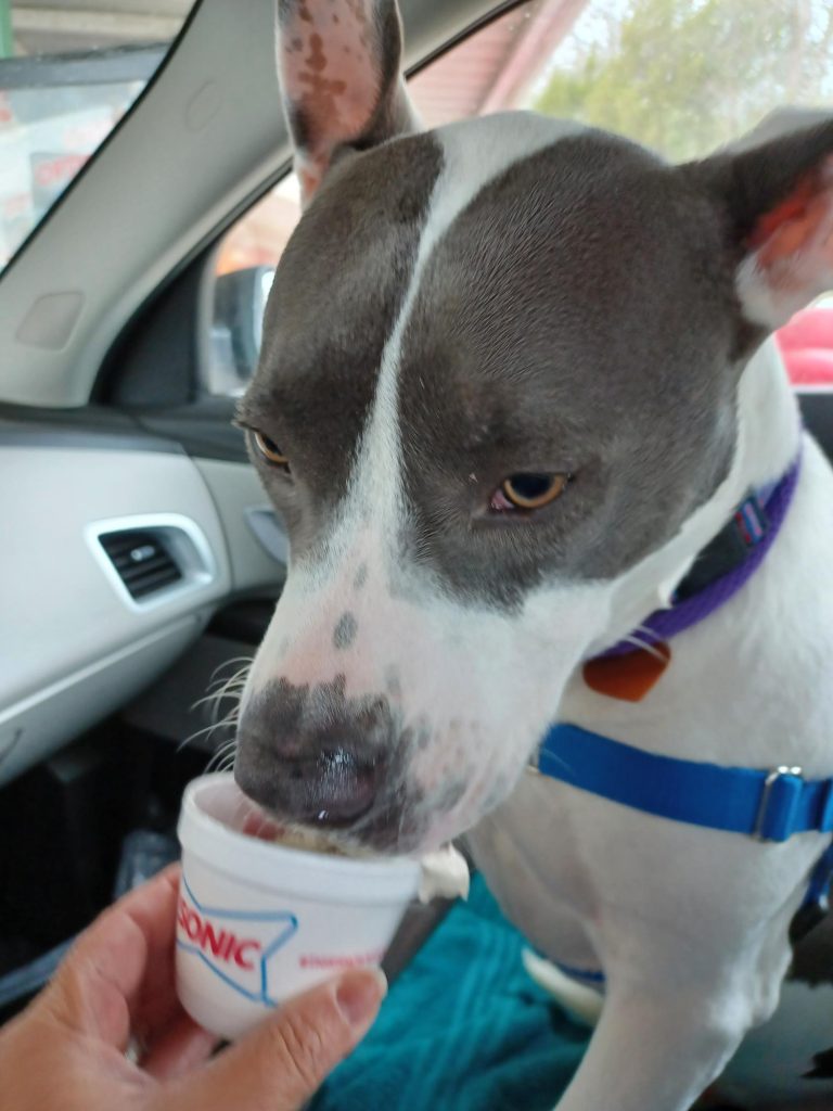 Brodie with a pup cup