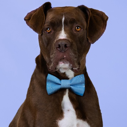 Handsome Scooby