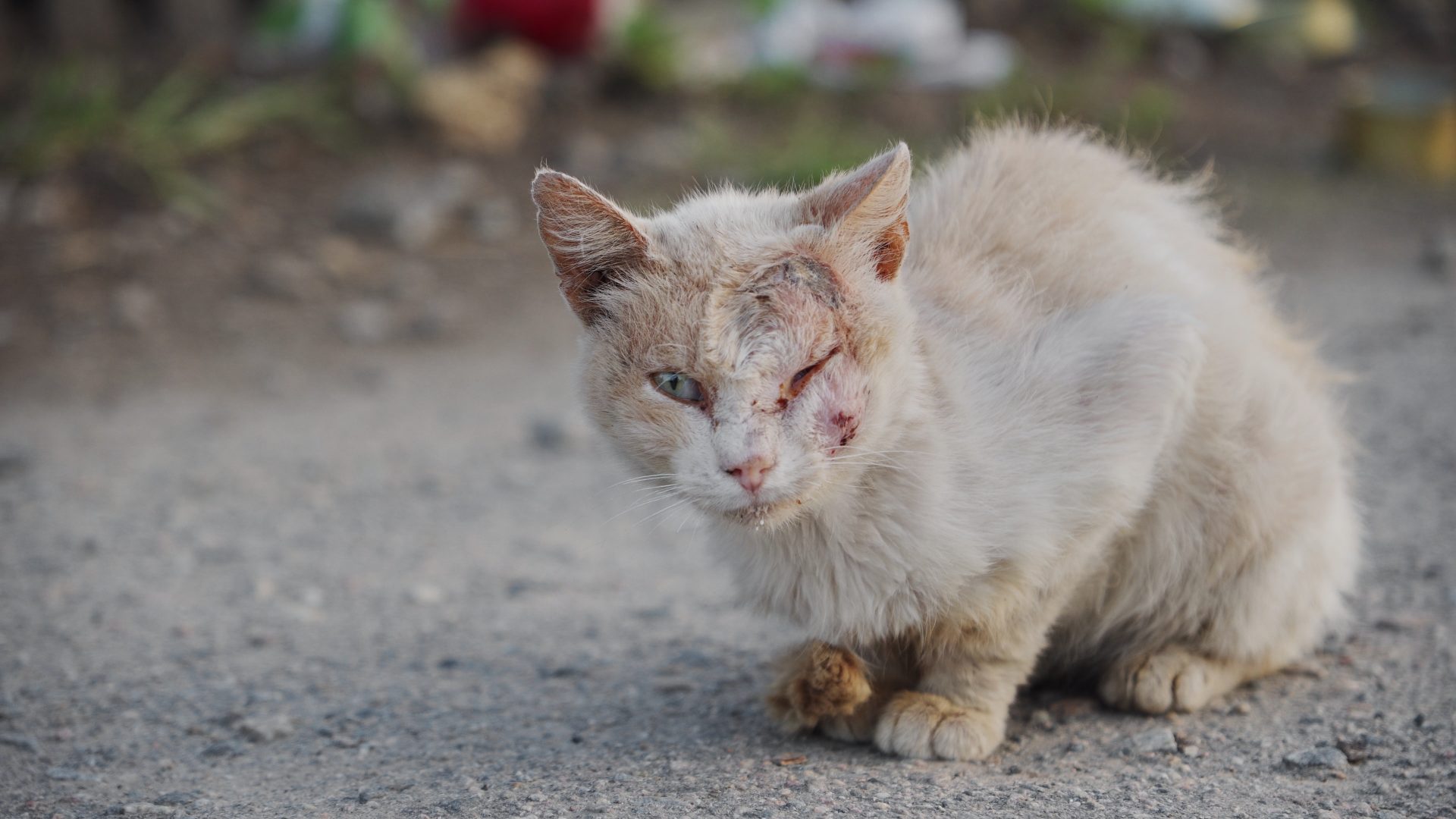 Recognizing Animal Cruelty