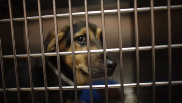 Dog at animal shelter. (Photo by Joe Raedle/Getty Images)